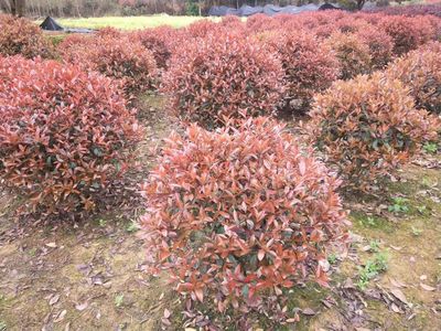 紅葉石楠-紅葉石楠小苗,紅葉石楠價(jià)格-萬(wàn)景苗木紅葉石楠基地
